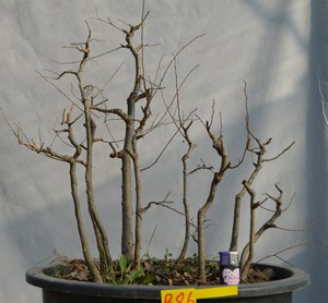 小叶榔榆榆树盆景 多杆丛林式素材老熟桩掌上微型小品造型