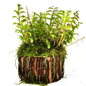 大份石斛种植木桩可食用种植好石斛兰科盆栽中药材苗花卉铁皮石斛