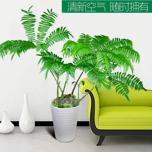 观音莲座蕨类植物大型绿植盆栽耐阴花卉四季常青室内去甲醛好养活