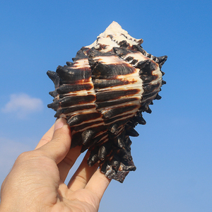 天然海螺贝壳黑斑马骨螺美国黑带骨螺鱼缸地台造景创意摆件收藏品