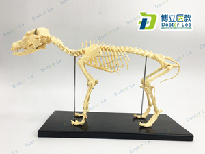 骨科器械 狗骨骼标本模型 宠物动物狗猫犬 教学骨架骨头 骨骼模型