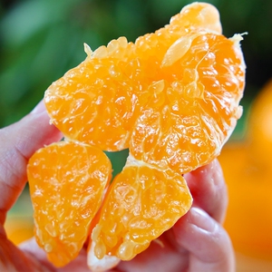 四川芦柑新鲜清甜多汁8斤大果现采直发橘子水分充足耙耙柑水果