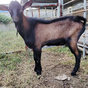 红鹿奶山羊,红鹿种公,羊羔羊崽,怀孕母羊,红鹿小羊