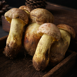 云南野生菌新鲜白牛肝菌见手青蘑菇特产菌菇野山菌大脚菇白葱菌菇