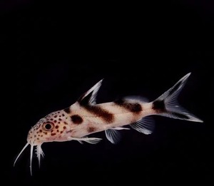 非洲奶牛猫鱼   非洲小型底栖鲶  性情温顺 清理残饵可混养小鱼