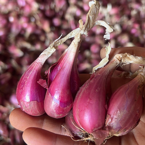 红葱头正宗红头火葱红皮小香葱广东本地四季老干葱头种子新鲜沙姜