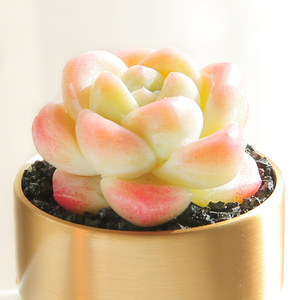 冰玉 冰淇淋多肉植物绿植高档花卉盆栽防辐射肉肉盛世云南 多肉