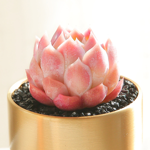 冰淇淋 多肉植物盆栽肉肉新手植物办公室绿植云南高档多肉 冰激凌