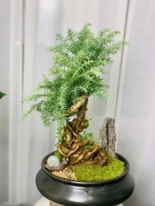 【澳洲杉附石盆景】澳洲杉附石盆景品牌,价格 - 阿里巴巴