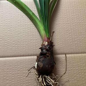 花卉盆栽紫根兰