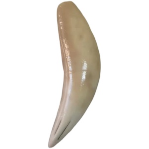 【文玩老虎牙】文玩老虎牙品牌,价格 - 阿里巴巴