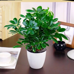 鸭脚木花卉室内客厅二手烟发财树招财七叶连盆栽植物家用聚财旺宅