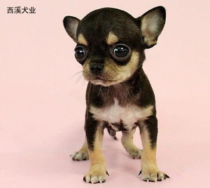 宠物狗狗超小体小鹿犬茶杯袖珍宠物狗吉娃娃犬活体纯种幼犬出售
