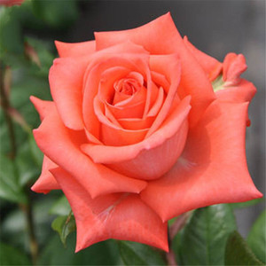 影星 艳粉 切花月季