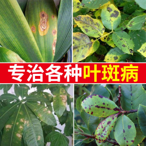 君子兰叶斑病专用药月季黑斑病杜鹃花发财树兰花桂花树枯叶病焦叶