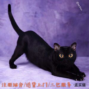 宠物猫纯种活体孟买猫小黑豹黑猫幼猫疫苗招财辟邪布偶猫加菲幼猫