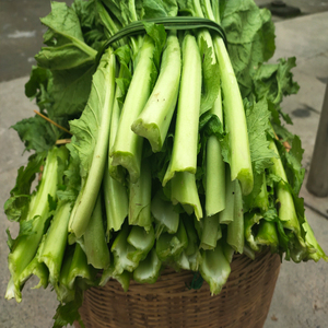 包邮直销新鲜青菜贵州特产大叶芥菜现摘食用蔬菜牛瘪火锅配菜炒菜