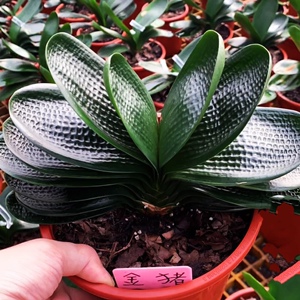 长春精品君子兰国宝级宽叶珍珠麻脸对版发货