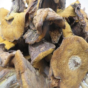 初级农产品松蘑粘团子天津蓟县特产野生松蘑干货500g无虫秋板特级