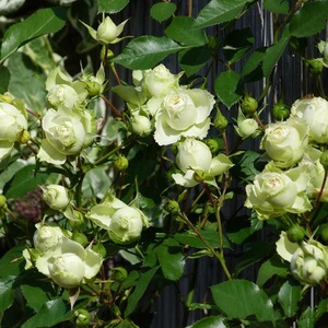 庭院绿植阳台盆栽花卉观花植物多花欧月微型月季玫瑰花苗可爱的绿