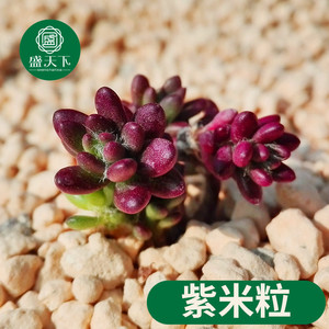 多肉植物 紫米粒 又名米粒花 紫米饭 盆栽绿植花卉盆花多肉d