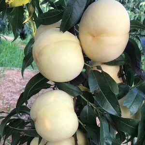 山东蒙阴蜜桃白如玉白毛桃水蜜桃孕妇新鲜水果现摘丑桃白桃桃子