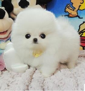 纯种出售白色博美犬松鼠狗狗小体型玩赏狐狸犬活体宠物幼犬俊介宝