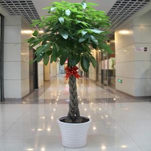 发财树盆栽室内开业乔迁绿色四季植物盆景花卉客厅办公室大型绿植