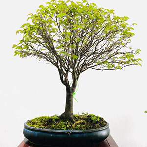 日本榉树盆景老桩室内阳台庭院绿植盆栽