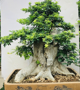 对节白蜡盆景老桩 对接白腊树桩熟桩一物一拍 庭院好养植物