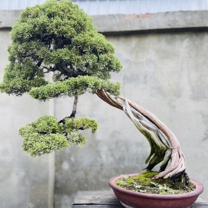 柏树盆景老桩系鱼川济州台湾真柏矮霸树桩室内阳台庭院绿植盆栽