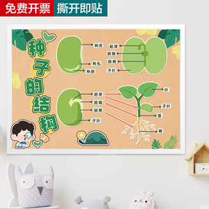 幼儿园自然植物角环创墙面布置种子花结构蝴蝶蚕生长过程防水墙贴
