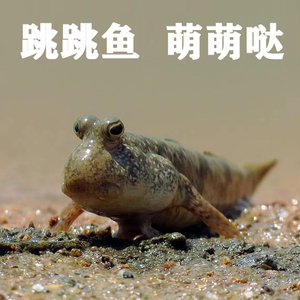 跳跳鱼滩涂鱼