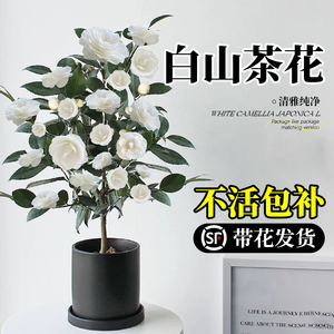 白山茶花盆栽带花苞东方亮白色山茶花树苗四季室内花卉阳台好养活