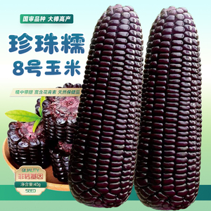 黑甜糯168黑玉米种孑超甜水果玉米种子香脆甜糯糯米紫玉米种籽