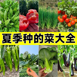 四季播种蔬菜种子孑种籽菠菜生菜快菜萝卜香菜葱各种夏播蔬菜籽种