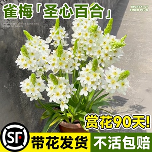 雀梅盆栽圣心百合白色虎眼万年青花苞小苗花卉易活四季绿植物阳台