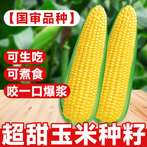 粤甜29号玉米种籽超甜高产水果玉米种子脆甜糯糯米春季杂交种孑