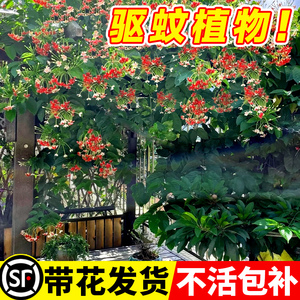 使君子爬藤植物大苗室内外重瓣大花庭院阳台四季常绿驱蚊花卉绿植