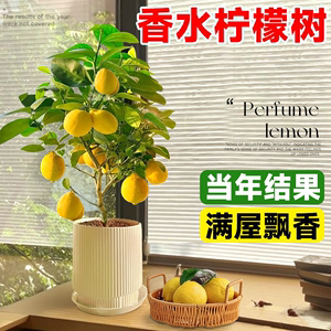 香水柠檬树盆栽水果树苗客厅绿植物带果可食用室内外阳台四季结果