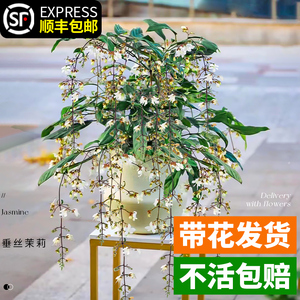 垂丝茉莉盆栽带花苞绿植室内花卉四季开花泰国垂吊植物风车大苗