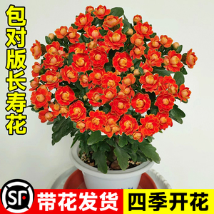 长寿花盆栽重瓣金狐狸大花嫁接精品老桩室内四季开花多肉植物花卉