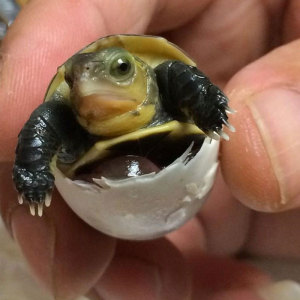 鲨鱼的天敌是什么_d之一族是神的天敌_成吉思汗鲨鱼是鲨鱼吗