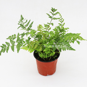 高山羊齿蕨盆栽 芒叶丽莎蕨室内阳台花园花艺装饰绿植物
