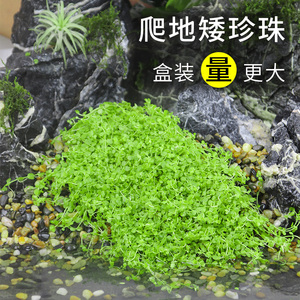 水草矮珍珠草