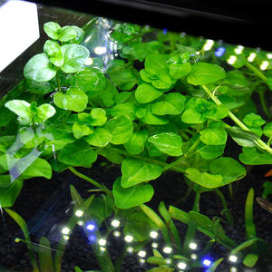 青苹果真水草水族箱鱼缸造景装饰中后景草缸新手活体淡水植物