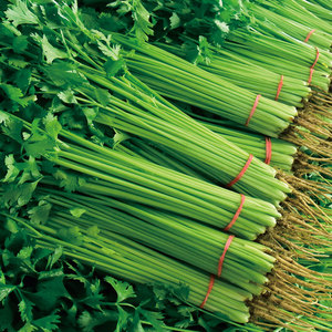 新疆毛芹菜种子小芹菜籽香芹种籽四季蔬菜种孑土水春季实心籽种