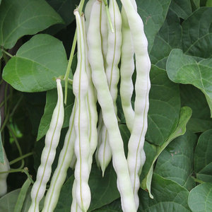 秋豆角种子白色四季豆九粒白种籽白不老春季秋季菜豆芸豆种孑