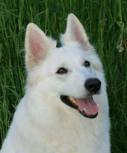 【白色瑞士牧羊犬】白色瑞士牧羊犬品牌,价格 - 阿里巴巴