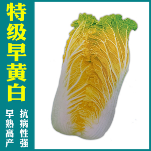 早熟黄白菜种籽大白菜黄心白春夏秋冬四季高产耐寒阳台蔬菜种孑子